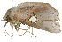  ( - 10ANIC-08567)  @13 [ ] CreativeCommons - Attribution (2010) CBG Photography Group Centre for Biodiversity Genomics