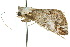  ( - 10ANIC-08576)  @13 [ ] CreativeCommons - Attribution (2010) CBG Photography Group Centre for Biodiversity Genomics