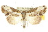  (Timorodes - 10ANIC-08578)  @15 [ ] CreativeCommons - Attribution (2010) CBG Photography Group Centre for Biodiversity Genomics