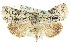  (Blenina lichenopa - 10ANIC-08579)  @15 [ ] CreativeCommons - Attribution (2010) CBG Photography Group Centre for Biodiversity Genomics