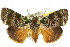  (Blenina viridata - 10ANIC-08583)  @15 [ ] CreativeCommons - Attribution (2010) CBG Photography Group Centre for Biodiversity Genomics