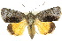  ( - 10ANIC-08586)  @14 [ ] CreativeCommons - Attribution (2010) CBG Photography Group Centre for Biodiversity Genomics