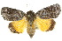  (Blenina donans - 10ANIC-08587)  @15 [ ] CreativeCommons - Attribution (2010) CBG Photography Group Centre for Biodiversity Genomics