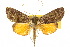  ( - 10ANIC-08590)  @11 [ ] CreativeCommons - Attribution (2010) CBG Photography Group Centre for Biodiversity Genomics