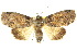  (Iscadia inexacta - 10ANIC-08595)  @11 [ ] CreativeCommons - Attribution (2010) CBG Photography Group Centre for Biodiversity Genomics