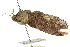  ( - 10ANIC-08596)  @13 [ ] CreativeCommons - Attribution (2010) CBG Photography Group Centre for Biodiversity Genomics
