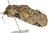  ( - 10ANIC-08597)  @13 [ ] CreativeCommons - Attribution (2010) CBG Photography Group Centre for Biodiversity Genomics
