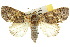  (Iscadia pulchra - 10ANIC-08599)  @11 [ ] CreativeCommons - Attribution (2010) CBG Photography Group Centre for Biodiversity Genomics