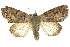  ( - 10ANIC-08600)  @11 [ ] CreativeCommons - Attribution (2010) CBG Photography Group Centre for Biodiversity Genomics