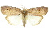  ( - 10ANIC-08607)  @11 [ ] CreativeCommons - Attribution (2010) CBG Photography Group Centre for Biodiversity Genomics
