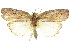  ( - 10ANIC-08608)  @11 [ ] CreativeCommons - Attribution (2010) CBG Photography Group Centre for Biodiversity Genomics