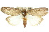  ( - 10ANIC-08609)  @14 [ ] CreativeCommons - Attribution (2010) CBG Photography Group Centre for Biodiversity Genomics