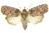  (Ochthophora - 10ANIC-08610)  @15 [ ] CreativeCommons - Attribution (2010) CBG Photography Group Centre for Biodiversity Genomics