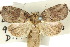  ( - 10ANIC-08617)  @14 [ ] CreativeCommons - Attribution (2010) CBG Photography Group Centre for Biodiversity Genomics