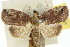  ( - 10ANIC-08618)  @14 [ ] CreativeCommons - Attribution (2010) CBG Photography Group Centre for Biodiversity Genomics