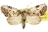  (Selepa sp. ANIC1 - 10ANIC-08620)  @15 [ ] CreativeCommons - Attribution (2010) CBG Photography Group Centre for Biodiversity Genomics
