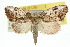  ( - 10ANIC-08621)  @15 [ ] CreativeCommons - Attribution (2010) CBG Photography Group Centre for Biodiversity Genomics