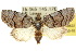  (Selepa rhythmopis - 10ANIC-08622)  @15 [ ] CreativeCommons - Attribution (2010) CBG Photography Group Centre for Biodiversity Genomics