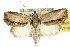  ( - 10ANIC-08624)  @15 [ ] CreativeCommons - Attribution (2010) CBG Photography Group Centre for Biodiversity Genomics