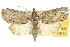  ( - 10ANIC-08625)  @15 [ ] CreativeCommons - Attribution (2010) CBG Photography Group Centre for Biodiversity Genomics