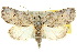  ( - 10ANIC-08626)  @15 [ ] CreativeCommons - Attribution (2010) CBG Photography Group Centre for Biodiversity Genomics