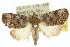  ( - 10ANIC-08627)  @14 [ ] CreativeCommons - Attribution (2010) CBG Photography Group Centre for Biodiversity Genomics