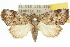  ( - 10ANIC-08628)  @13 [ ] CreativeCommons - Attribution (2010) CBG Photography Group Centre for Biodiversity Genomics