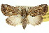  ( - 10ANIC-08629)  @15 [ ] CreativeCommons - Attribution (2010) CBG Photography Group Centre for Biodiversity Genomics