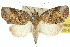  ( - 10ANIC-08630)  @13 [ ] CreativeCommons - Attribution (2010) CBG Photography Group Centre for Biodiversity Genomics