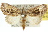  ( - 10ANIC-08633)  @13 [ ] CreativeCommons - Attribution (2010) CBG Photography Group Centre for Biodiversity Genomics