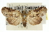  ( - 10ANIC-08643)  @11 [ ] CreativeCommons - Attribution (2010) CBG Photography Group Centre for Biodiversity Genomics