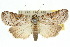  ( - 10ANIC-08644)  @15 [ ] CreativeCommons - Attribution (2010) CBG Photography Group Centre for Biodiversity Genomics