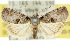  ( - 10ANIC-08700)  @13 [ ] CreativeCommons - Attribution (2010) CBG Photography Group Centre for Biodiversity Genomics
