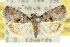  ( - 10ANIC-08701)  @12 [ ] CreativeCommons - Attribution (2010) CBG Photography Group Centre for Biodiversity Genomics