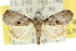  ( - 10ANIC-08702)  @13 [ ] CreativeCommons - Attribution (2010) CBG Photography Group Centre for Biodiversity Genomics