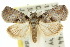  ( - 10ANIC-08703)  @12 [ ] CreativeCommons - Attribution (2010) CBG Photography Group Centre for Biodiversity Genomics