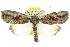  ( - 10ANIC-08714)  @15 [ ] CreativeCommons - Attribution (2010) CBG Photography Group Centre for Biodiversity Genomics