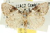  ( - 10ANIC-08732)  @11 [ ] CreativeCommons - Attribution (2010) CBG Photography Group Centre for Biodiversity Genomics