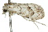  ( - 10ANIC-08742)  @13 [ ] CreativeCommons - Attribution (2010) CBG Photography Group Centre for Biodiversity Genomics