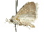  ( - 10ANIC-08743)  @13 [ ] CreativeCommons - Attribution (2010) CBG Photography Group Centre for Biodiversity Genomics