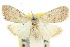  ( - 10ANIC-08768)  @11 [ ] CreativeCommons - Attribution (2010) CBG Photography Group Centre for Biodiversity Genomics