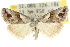  ( - 10ANIC-08789)  @11 [ ] CreativeCommons - Attribution (2010) CBG Photography Group Centre for Biodiversity Genomics