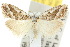  ( - 10ANIC-08797)  @11 [ ] CreativeCommons - Attribution (2010) CBG Photography Group Centre for Biodiversity Genomics