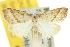  ( - 10ANIC-08807)  @11 [ ] CreativeCommons - Attribution (2010) CBG Photography Group Centre for Biodiversity Genomics