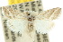  ( - 10ANIC-08808)  @15 [ ] CreativeCommons - Attribution (2010) CBG Photography Group Centre for Biodiversity Genomics