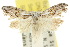  ( - 10ANIC-08820)  @11 [ ] CreativeCommons - Attribution (2010) CBG Photography Group Centre for Biodiversity Genomics