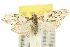  ( - 10ANIC-08822)  @15 [ ] CreativeCommons - Attribution (2010) CBG Photography Group Centre for Biodiversity Genomics