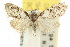  ( - 10ANIC-08823)  @15 [ ] CreativeCommons - Attribution (2010) CBG Photography Group Centre for Biodiversity Genomics