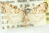  ( - 10ANIC-08836)  @14 [ ] CreativeCommons - Attribution (2010) CBG Photography Group Centre for Biodiversity Genomics