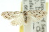  ( - 10ANIC-08844)  @11 [ ] CreativeCommons - Attribution (2010) CBG Photography Group Centre for Biodiversity Genomics